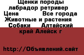 Щенки породы лабрадор ретривер › Цена ­ 8 000 - Все города Животные и растения » Собаки   . Алтайский край,Алейск г.